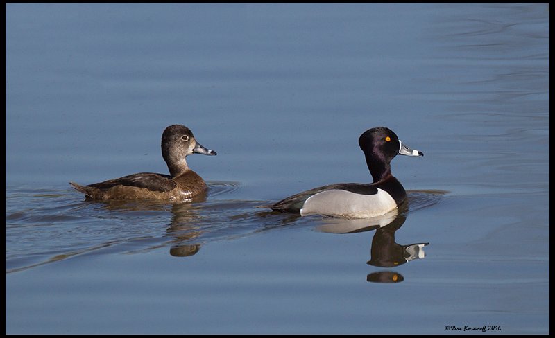 _6SB9642 ring-necked duck pair.jpg